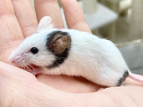 パンダマウス