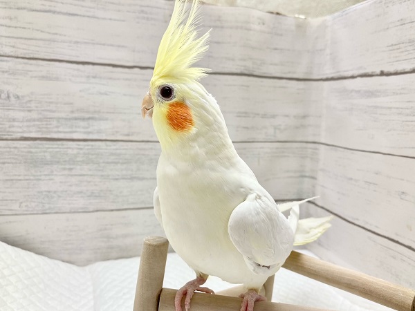 オカメインコ