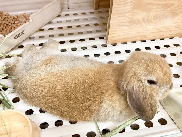 ホーランドロップ