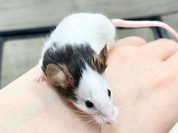 パンダマウス