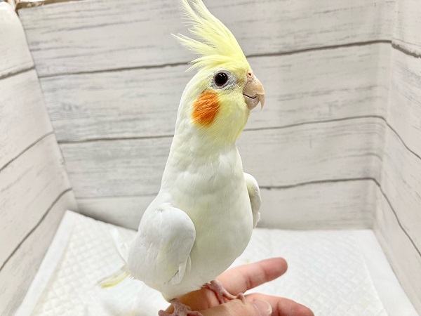 オカメインコ
