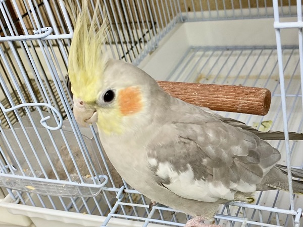 オカメインコ