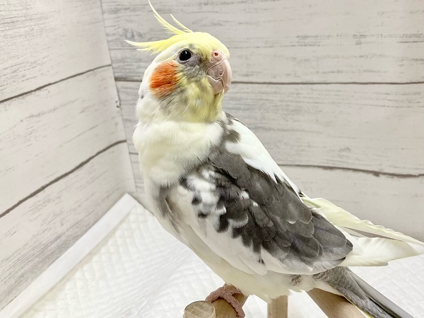 最新画像！シャイな可愛い子☺️💓　オカメインコ（パイド）