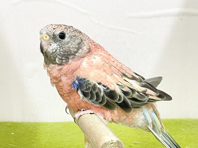アキクサインコ（秋草インコ）