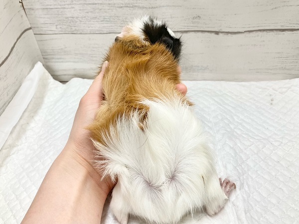 アビシニアンモルモット