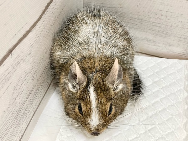 最新画像!デグー(パイド) カキカキ大好き♪BIGボディな男の子! デグー