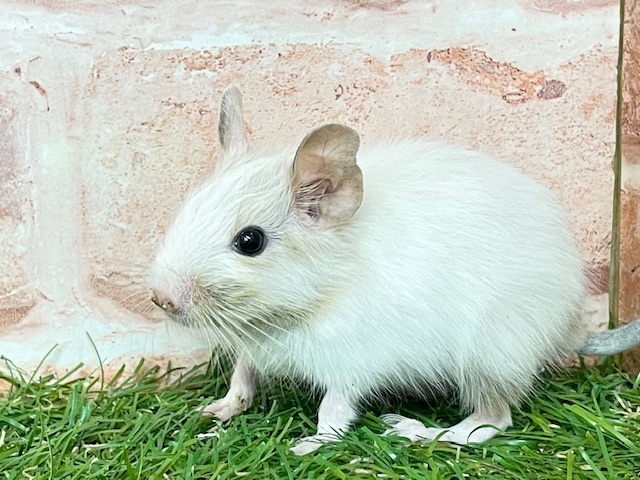 デグー