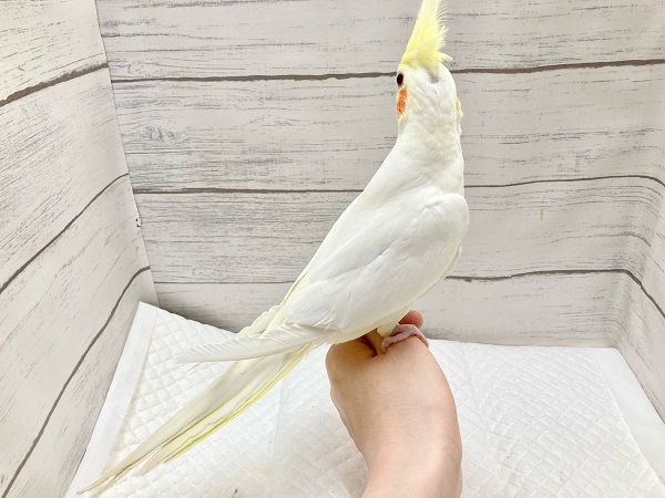 オカメインコ