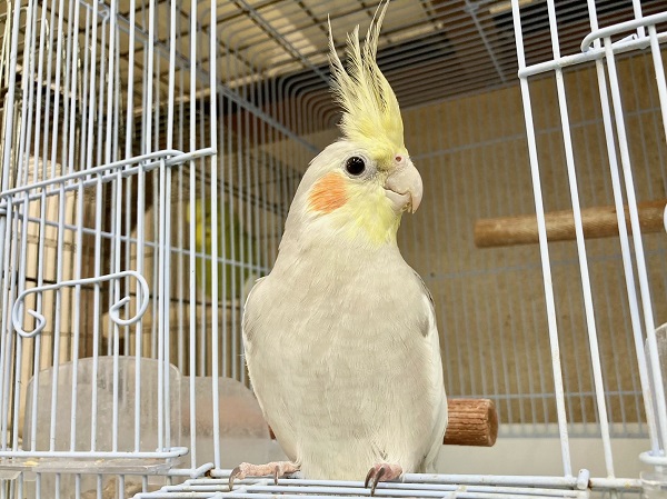 オカメインコ