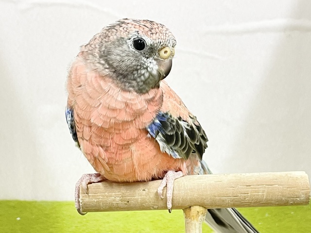 アキクサインコ（秋草インコ）