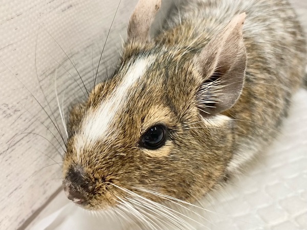 最新画像!デグー(パイド) カキカキ大好き♪BIGボディな男の子! 最新画像!デグー(パイド) カキカキ大好き♪BIGボディな男の子!