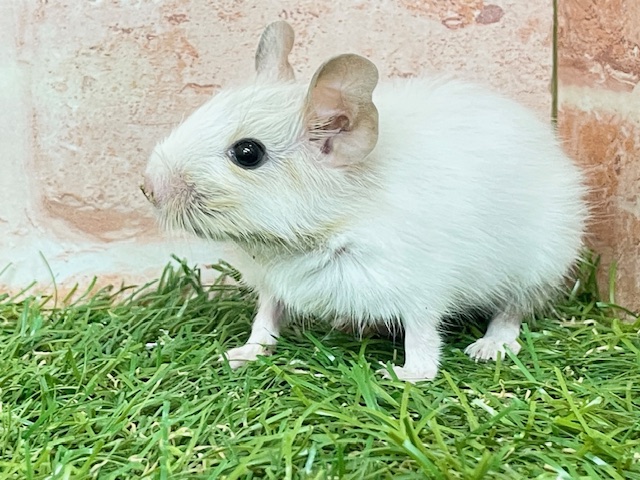 デグー