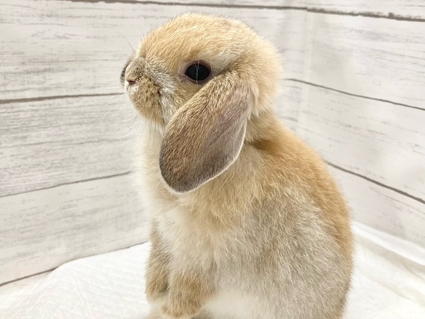 ホーランドロップ