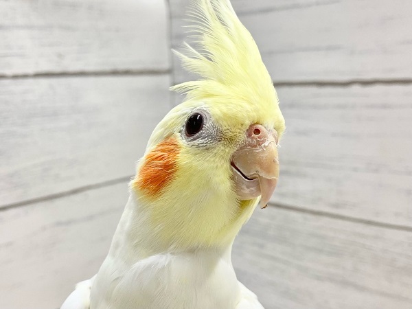 【🆙最新画像あり‼️】ビッグに育ちました！　オカメインコ（ルチノー）