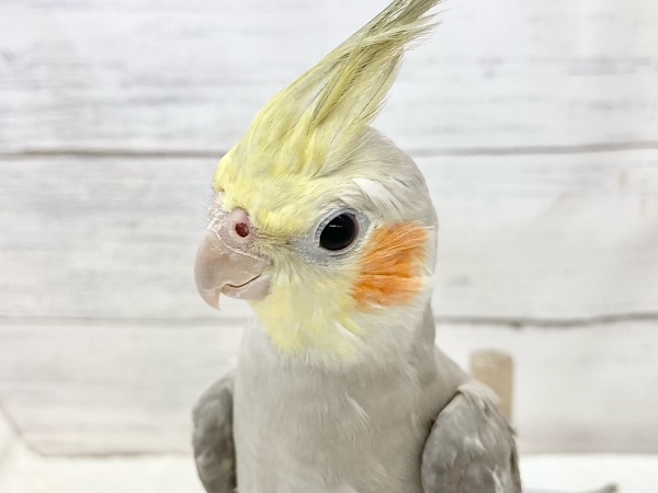 最新画像！ツンツンしてます！　オカメインコ（シナモン）
