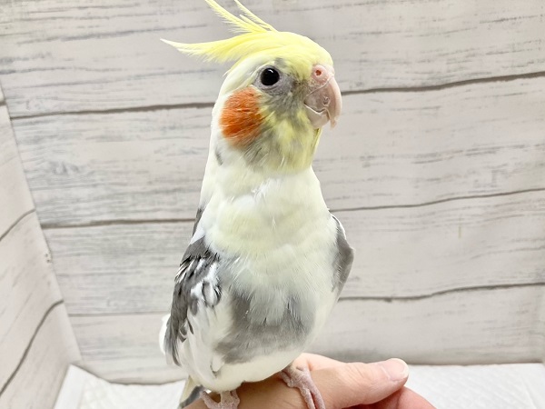 オカメインコ