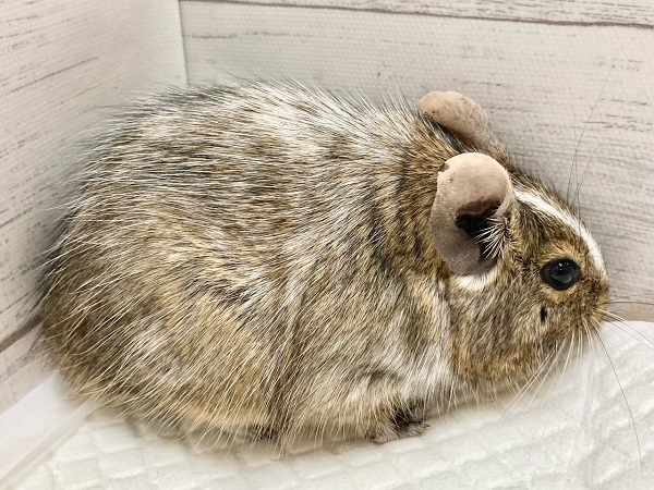 最新画像!デグー(パイド) カキカキ大好き♪BIGボディな男の子! デグー