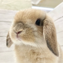 ホーランドロップ（オレンジ）　小さなロップさんが来ました！
