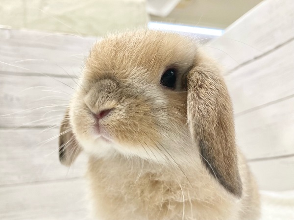 ホーランドロップ（オレンジ）　小さなロップさんが来ました！