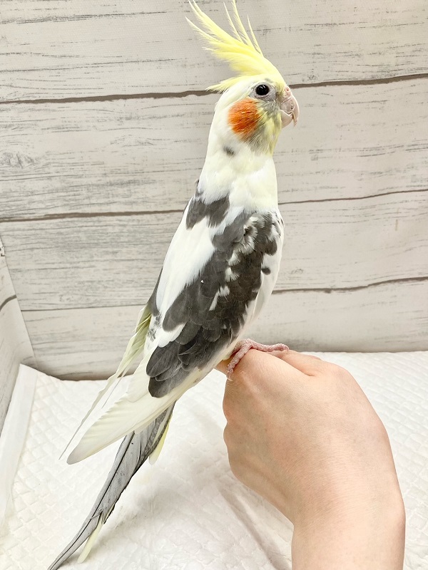 オカメインコ