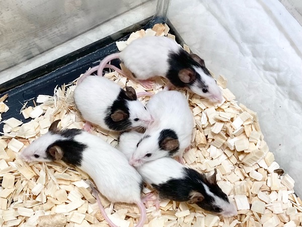 パンダマウス