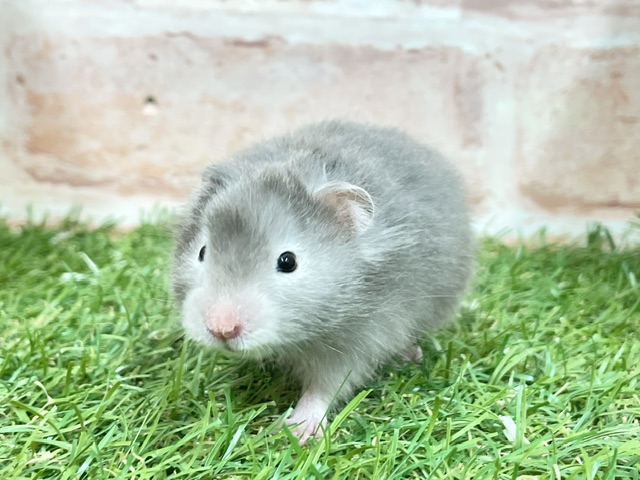 ゴールデンハムスター