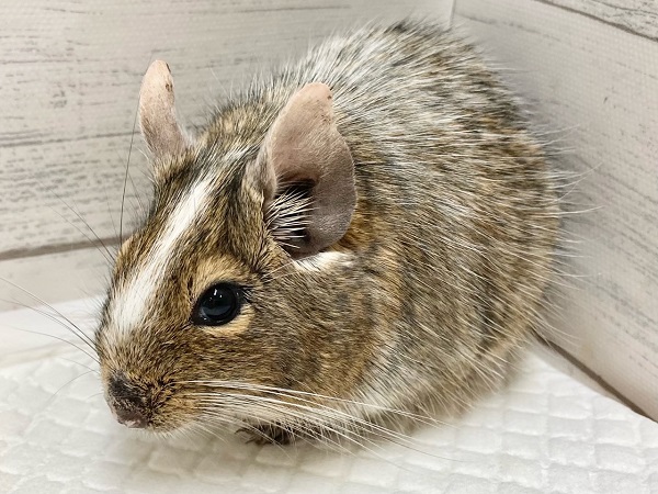 最新画像!デグー(パイド) カキカキ大好き♪BIGボディな男の子! デグー