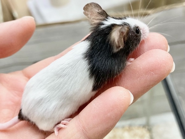 パンダマウス