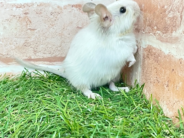 デグー