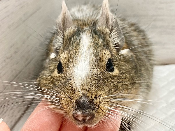 最新画像!デグー(パイド) カキカキ大好き♪BIGボディな男の子! デグー