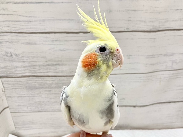 オカメインコ