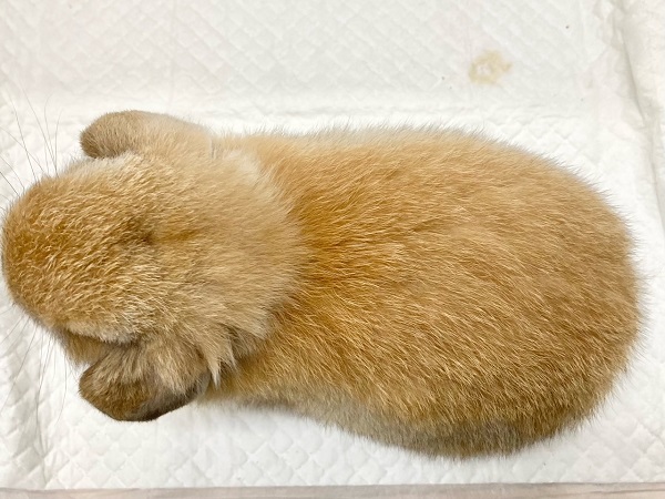 ホーランドロップ