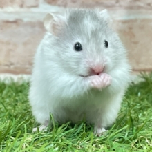 やさしい色合いの癒し系💚　ロングカラーハムスター  2026.5/29撮影