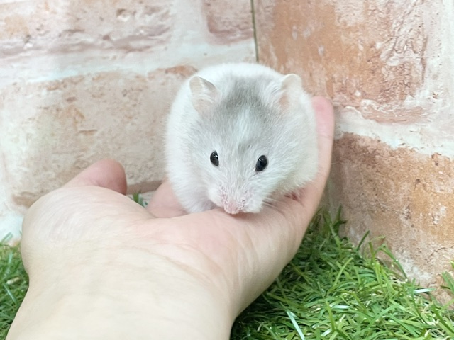 ゴールデンハムスター