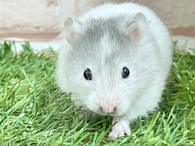 ゴールデンハムスター