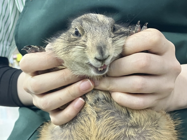 珍獣・・・カ~ニバ~ル♪♪♪♪ 珍獣・・・カ~ニバ~ル♪♪♪♪