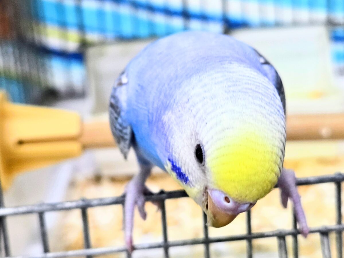 セキセイインコ