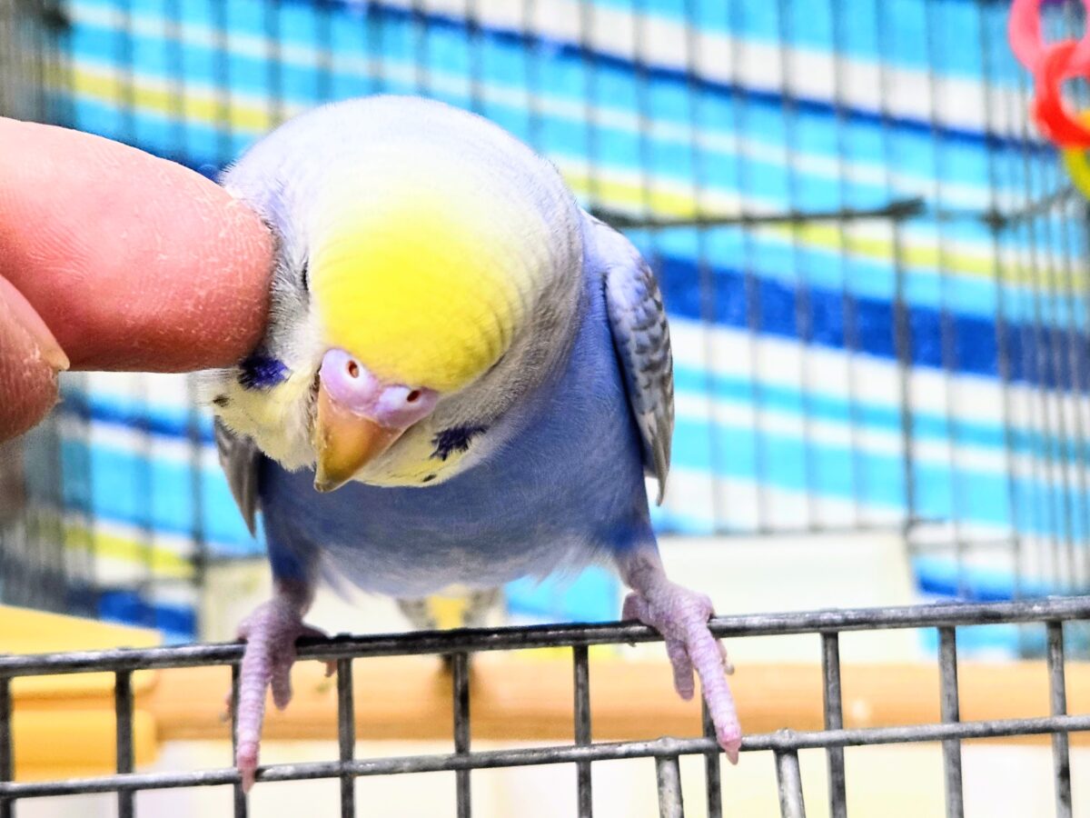 【🆙最新画像あり‼️】お口いっぱいに広がるーーシェイクの感動♩ 🌈💖 セキセイインコ(パステルレインボー) セキセイインコ