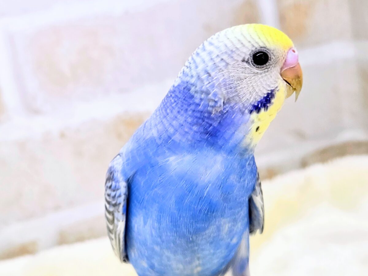 【🆙最新画像あり‼️】お口いっぱいに広がるーーシェイクの感動♩ 🌈💖 セキセイインコ(パステルレインボー) セキセイインコ