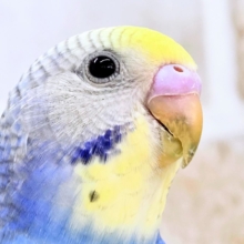【🆙最新画像あり‼️】お口いっぱいに広がるーーシェイクの感動♩　🌈💖  セキセイインコ（パステルレインボー）