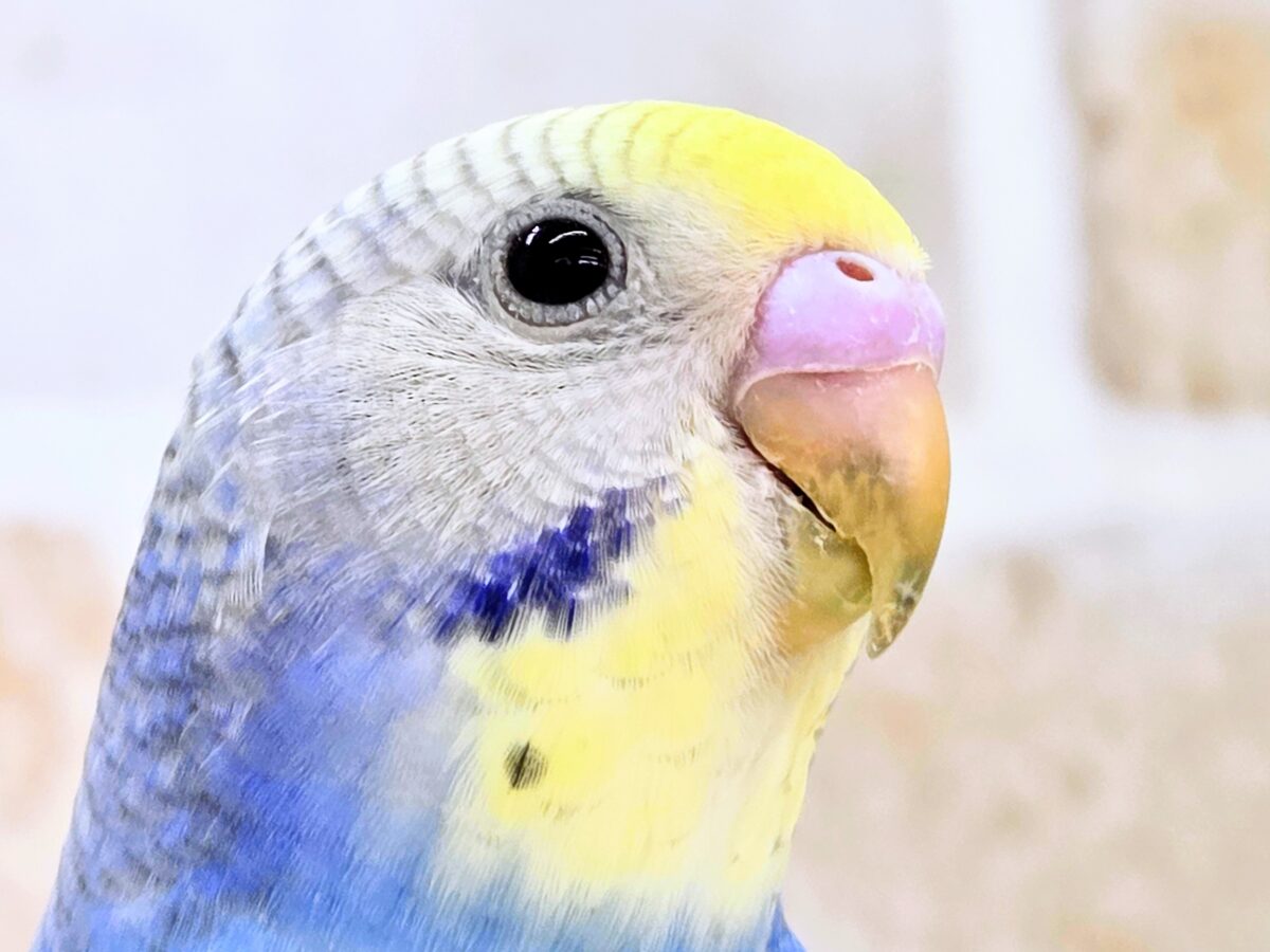 【🆙最新画像あり‼️】お口いっぱいに広がるーーシェイクの感動♩ 🌈💖 セキセイインコ(パステルレインボー) セキセイインコ