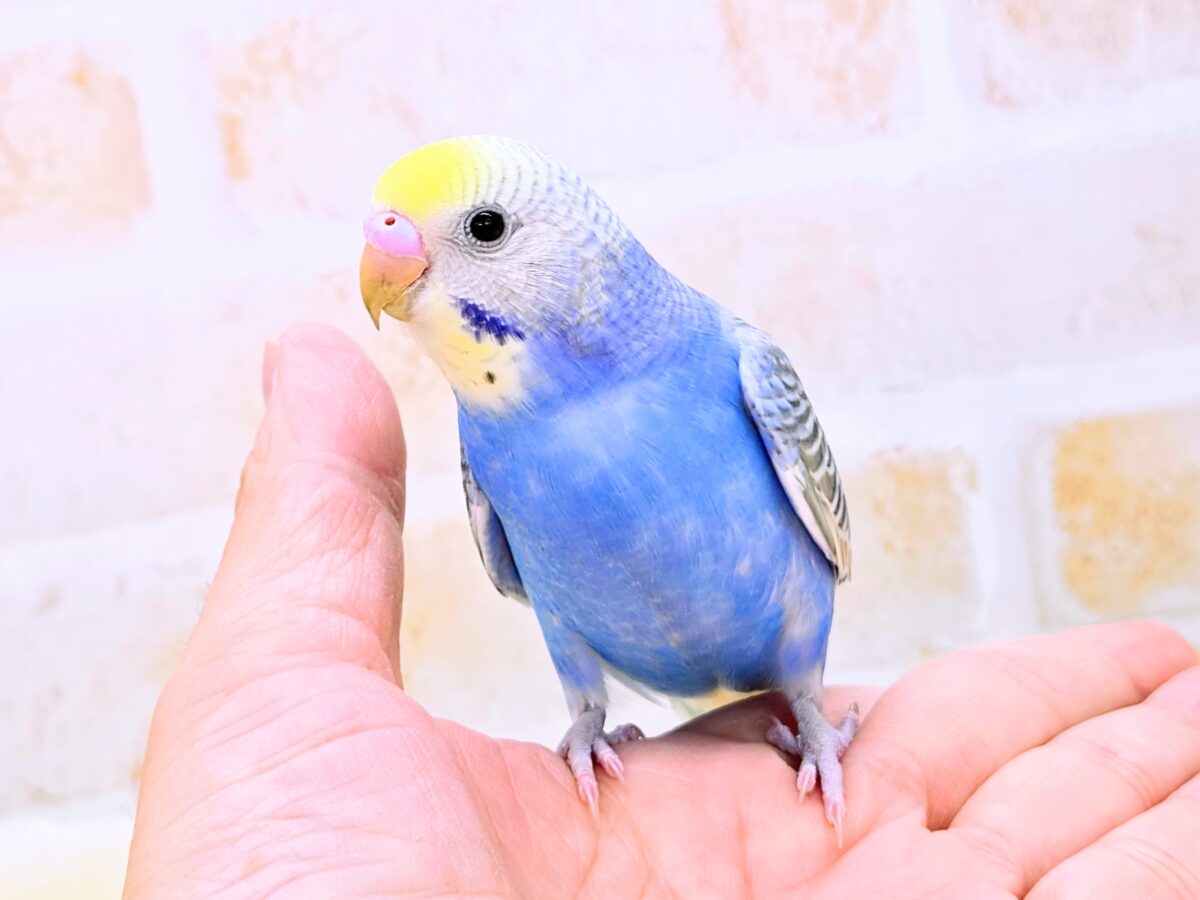 【🆙最新画像あり‼️】お口いっぱいに広がるーーシェイクの感動♩ 🌈💖 セキセイインコ(パステルレインボー) セキセイインコ