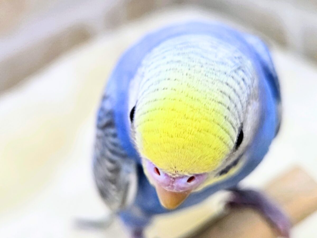 セキセイインコ