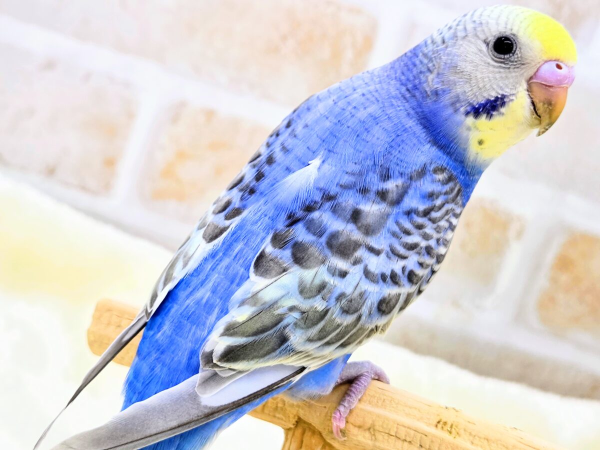 セキセイインコ