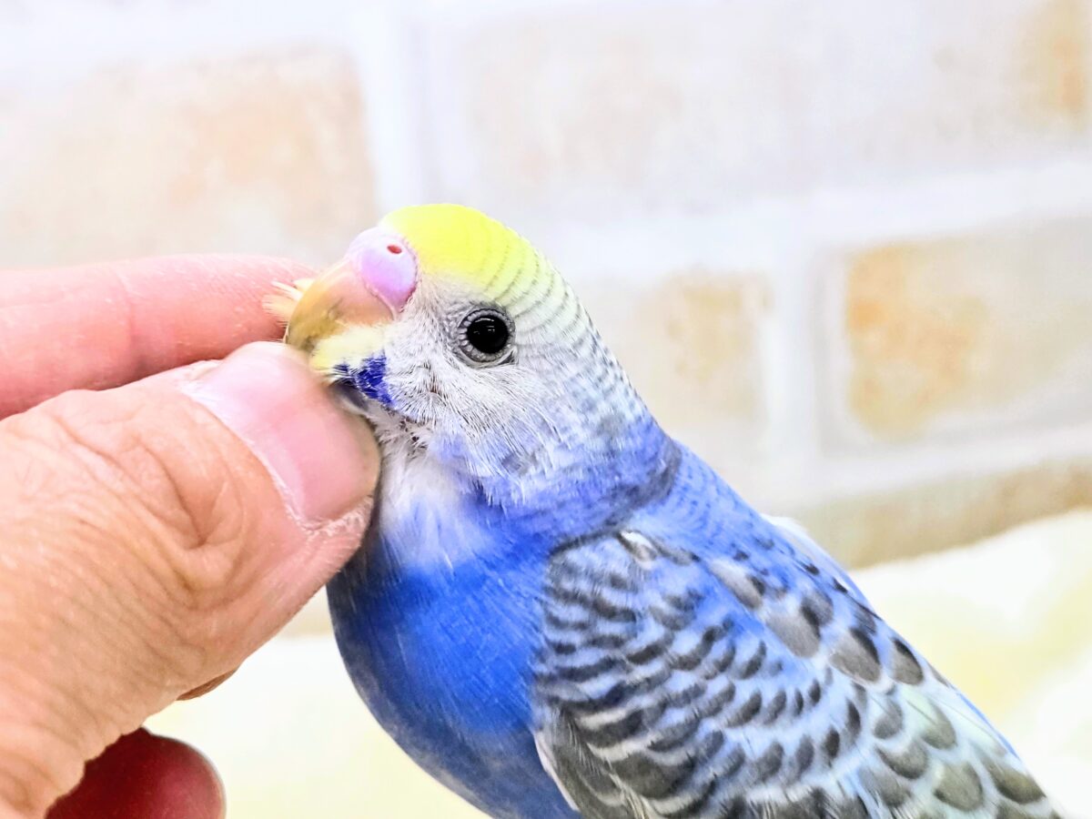 【🆙最新画像あり‼️】お口いっぱいに広がるーーシェイクの感動♩ 🌈💖 セキセイインコ(パステルレインボー) セキセイインコ