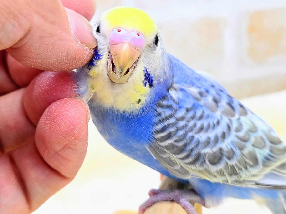 【🆙最新画像あり‼️】お口いっぱいに広がるーーシェイクの感動♩ 🌈💖 セキセイインコ(パステルレインボー) セキセイインコ