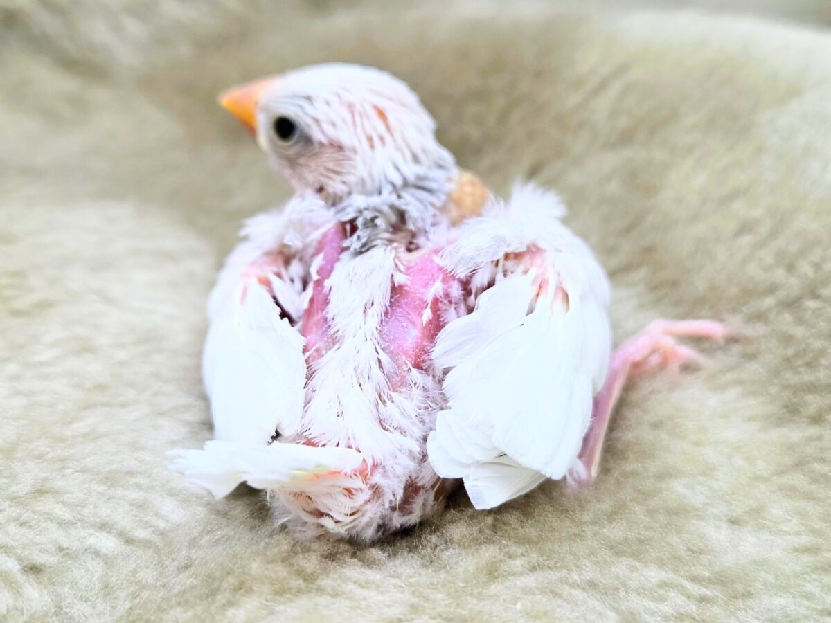 白文鳥