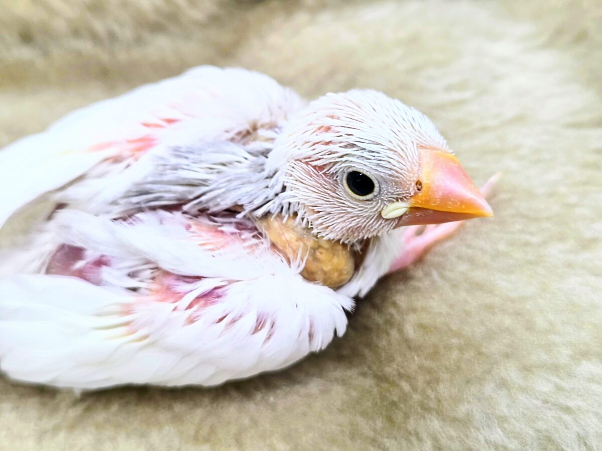 白文鳥