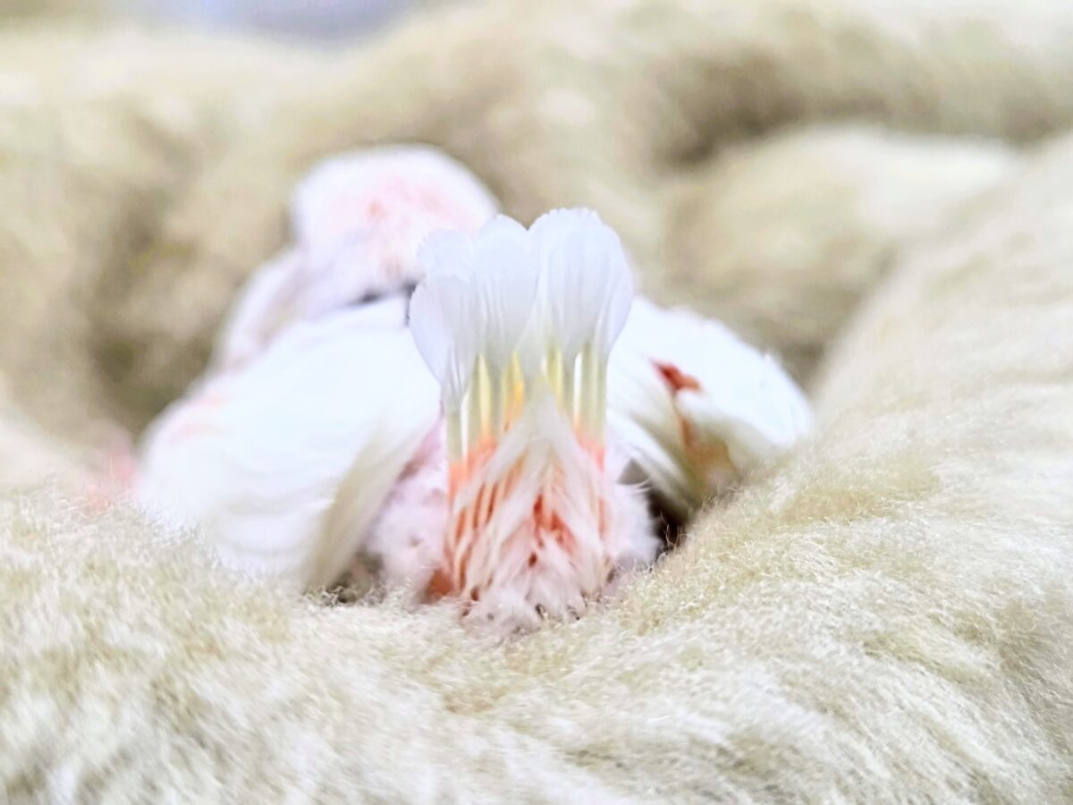 白文鳥