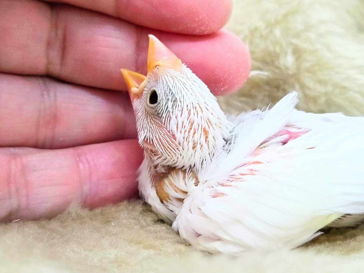 白文鳥